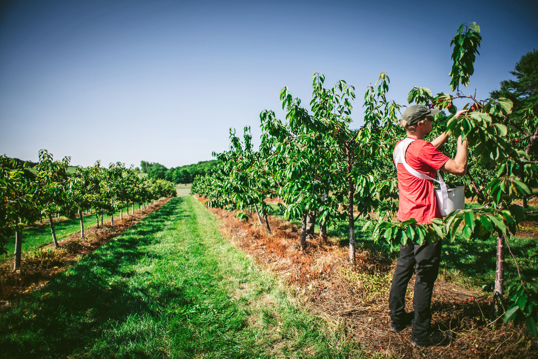 Cherry picking
